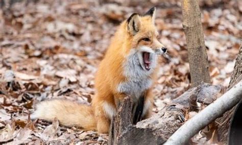 Red Fox Habitat