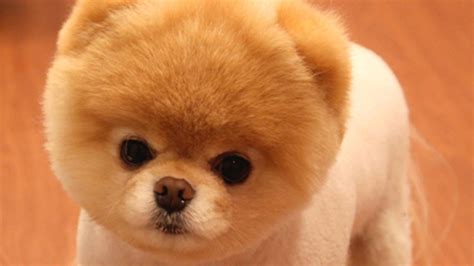 Boo The ‘worlds Cutest Dog Dies Nbc 6 South Florida