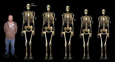 Giant Skeletons Found In Alaska Alternative Before Its News