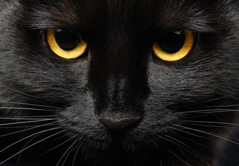 13 Reasons To Love Black Cats Love Cats
