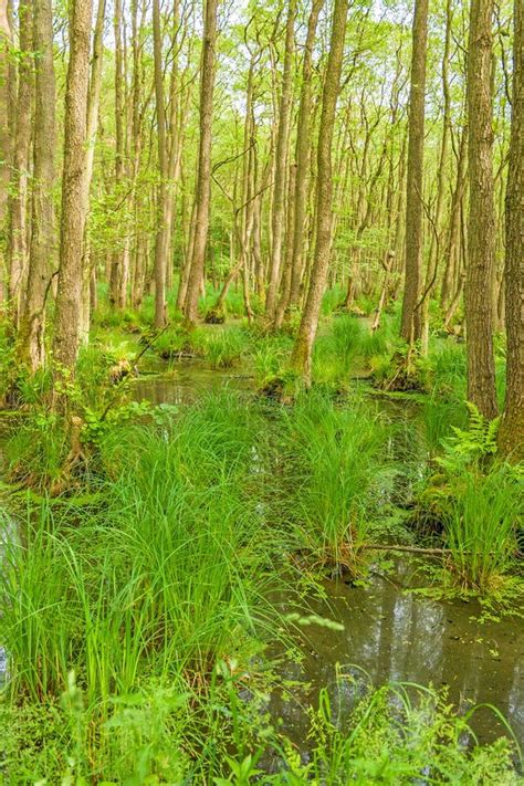 Darsswald Stock Image Image Of Protected Moor Swamp 35201223