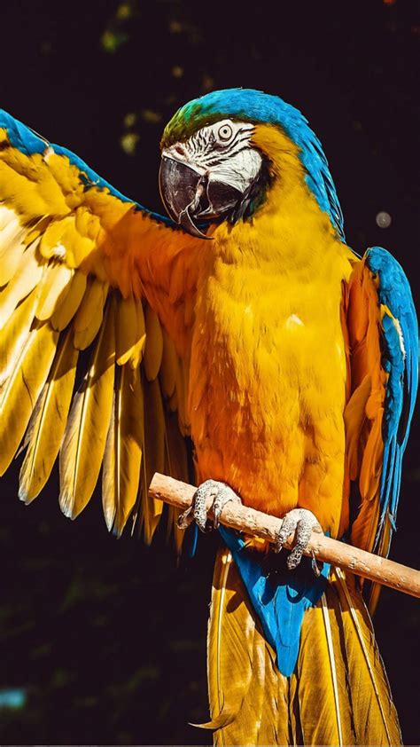 Macaw Parrot Bird 4k Ultra Hd Mobile Wallpaper