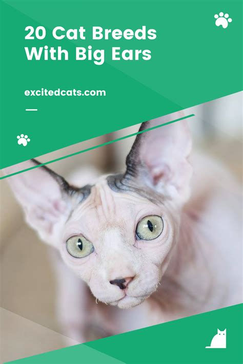 20 Cat Breeds With Big Ears Cat Breeds Excited Cat Cat Day
