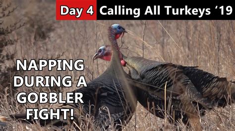 Wake Up It S A Gobbler Fight Public Land Turkey Hunting Calling