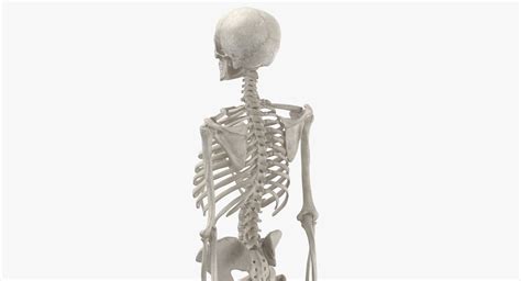 3d Human Woman Skeleton Bones Model Turbosquid 1657181