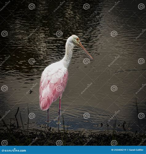 Highlighted Portrait Of A Juvenile Roseate Spoonbill Stock Image