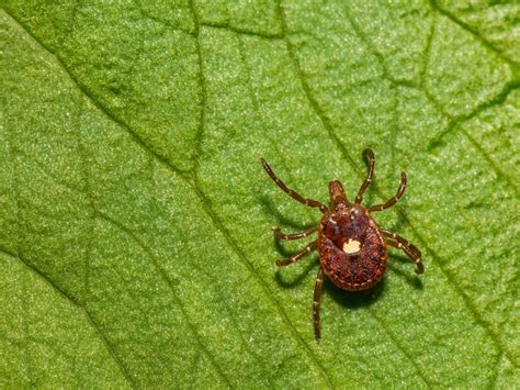Meat Allergy Cases Linked To Tick Bites Growing In Il Cdc Says