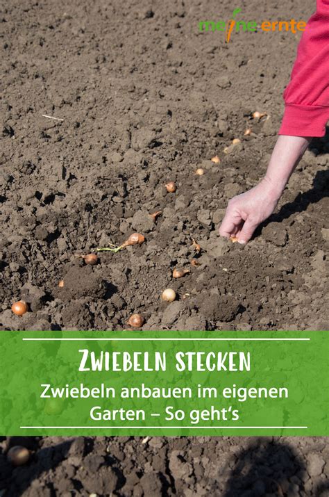 Hierzu gehören auch zwiebeln, denn ohne dieses gemüse geht so gut wie nichts mehr. Zwiebeln können entweder gesteckt oder ausgesät werden ...