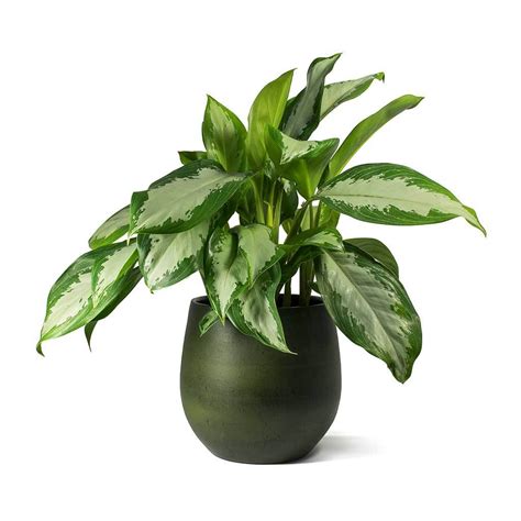 Aglaonema Diamond Bay Chinese Evergreen And Esra Plant Pot Dark Green