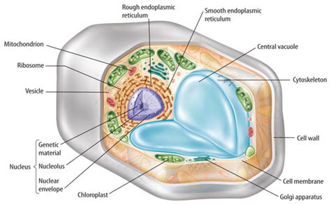 Plant Cell Diagram 7th Grade Driverlayer Search Engine