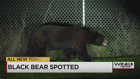Caught On Camera Huge Bear Browses Two East Naples Neighborhoods
