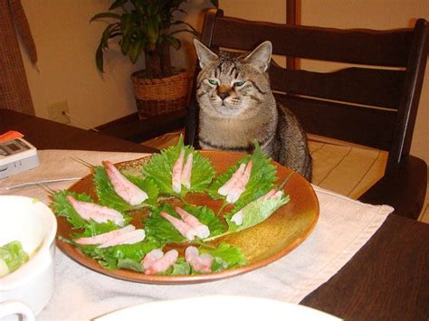 Share the best gifs now >>>. Can cats eat shrimp, is it good raw or cooked? - What you ...