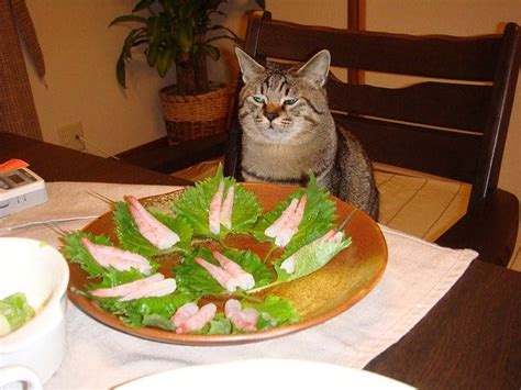 Feeding cooked shrimp reduces the potential for your cat to be exposed to dangerous chemicals. Can cats eat shrimp, is it good raw or cooked? - What you ...