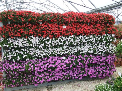 However, bedding impatiens are susceptible to downy mildew. Devon Croft Nursery Newark