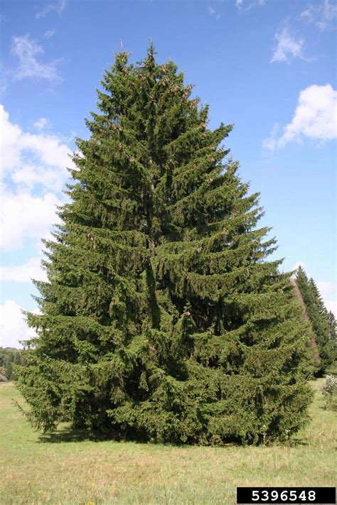 This tree should be given plenty of room and is ideal for spaces. Norway spruce, Picea abies (Pinales: Pinaceae) - 5396548