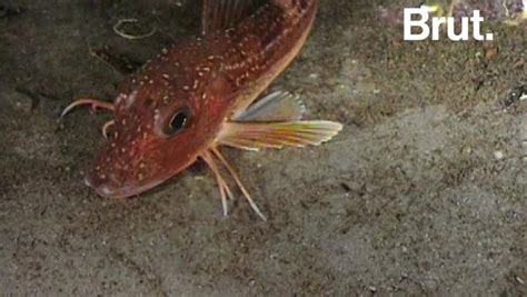 Meet The Sea Robin A Fish With Legs And Wings Labestit