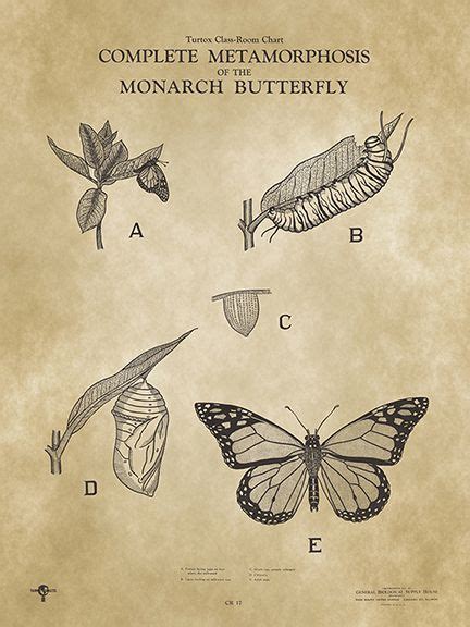 monarch butterfly metamorphosis scientific poster chart vintage print 1935 class biology antique