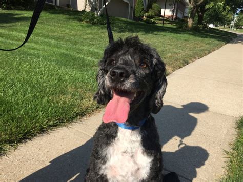 I have comprised a list of several training tactics, tools and tricks on my exact methods that i use to get my dogs to stop barking at strangers. How To Train a Dog to Stop Barking at the Neighbor's Dogs ...