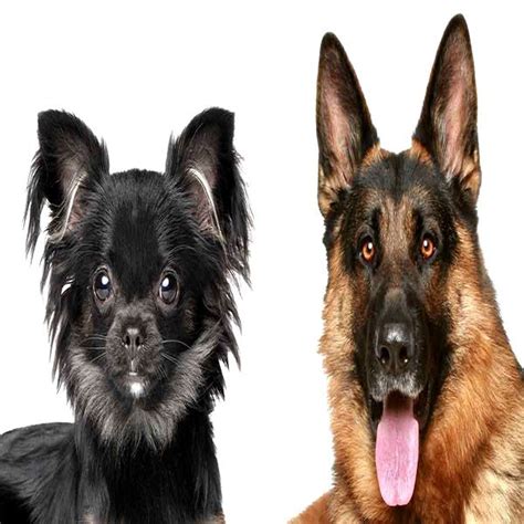 These dogs are quite small in size and make excellent family companions. German shepherd Chihuahua Mix : Personality Info & Behavior Profile | German shepherd chihuahua ...