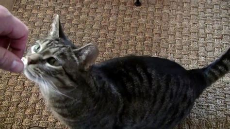 Tabby Cat Whining Wanting To Be Petted Youtube