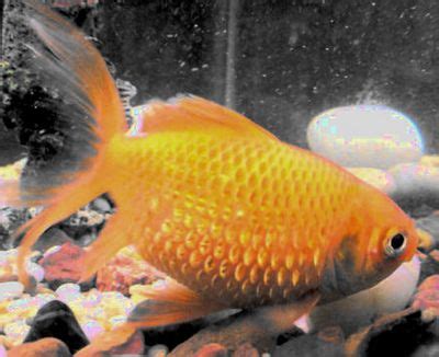 By @jaytholen + @ajollycorpse @origamihero & @vile_eight. Dropsy - goldfish diseases