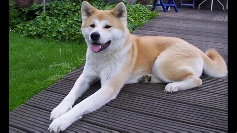 Jenis Anjing Akita Inu Dog Youtube