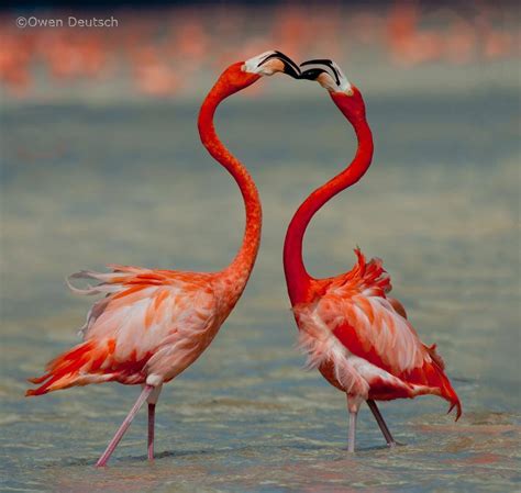 Top 25 Wild Bird Photographs Of The Week 80 National Geographic Blog
