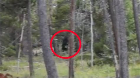 Bigfoot Sighting In Colorado 2015 Youtube