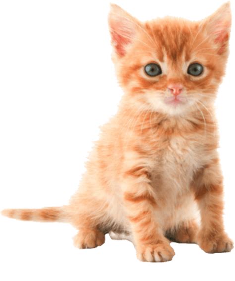 Download High Quality Cat Transparent Kitten Transparent Png Images