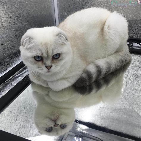 Scottish Fold 35