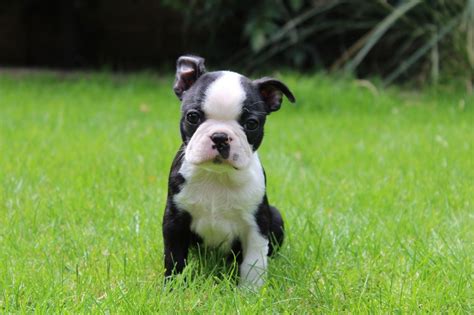 As a pup, he will come in shades of black being a descendant of the boston terrier, he may exhibit some level of bravery. Boston Terrier Puppies For Sale | Colorado Springs, CO #284198