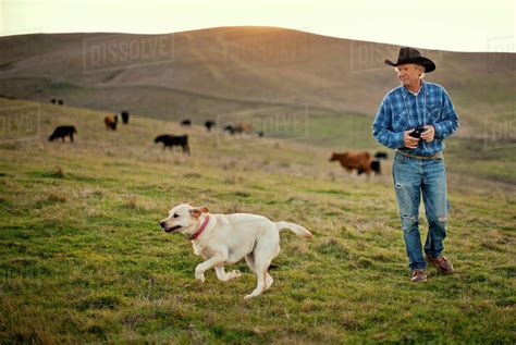 Farmer And His Dog Checking The Paddocks Stock Photo Dissolve