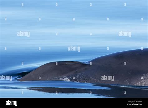 Whales Breathe Blowhole Breathing Hi Res Stock Photography And Images
