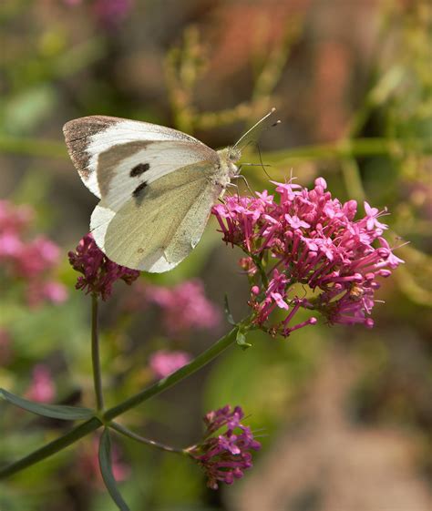 Butterfly Large White On Valerian Co Sligo Ireland Caroline