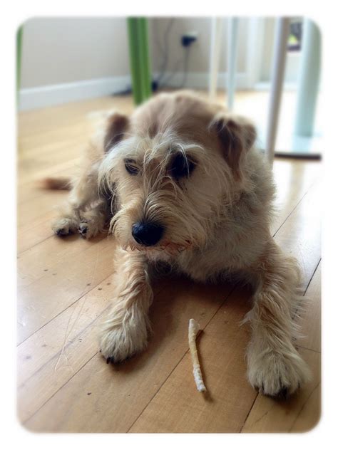 How do you describe your lifestyle: Toby schnauzer and jack russell cross | Schnauzer puppy