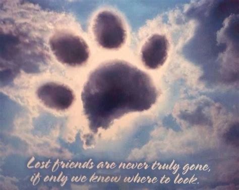 Bye Quotes For Pets Quotesgram Pet Remembrance Losing A Pet Miss