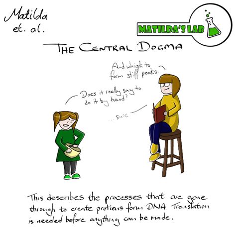 Central dogma the basic belief originally held by molecular geneticists, that flow of genetic information can only occur from dna to rna to proteins. The Central Dogma | Matilda's Lab