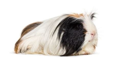 Guinea Pig Breeds Discover 13 Different Cavies With Pictures