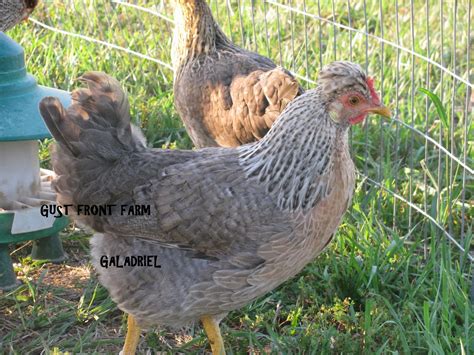 Maybe you would like to learn more about one of these? Gust Front Farm: Cream Legbars