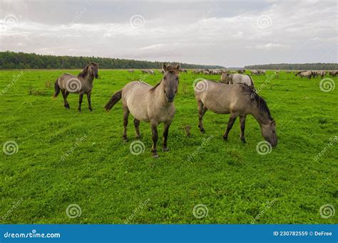 Group Of Endangered Wild Horses Graze Grass On Pasture Stock Image