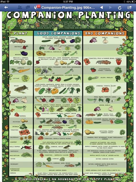 Plans Friends And Enemies Companion Gardening Companion Planting