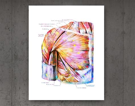 Human Muscular System Anatomy Posters Muscles Structure Print Etsy