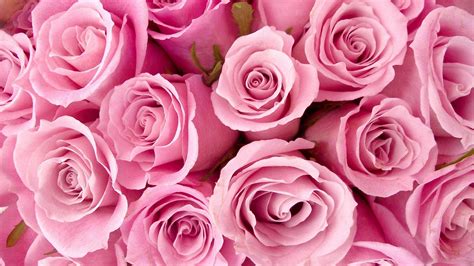 Download Rose Pink Flower Wallpaper Hd Cute Wallpapers