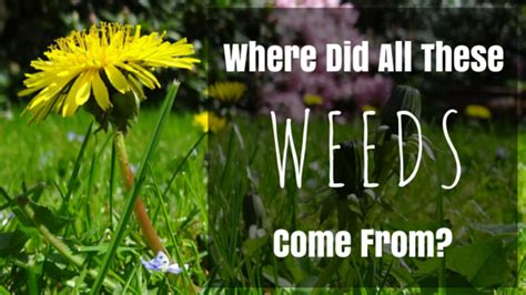Get in touch with us for inspections and treatments. How Did I Get All These Weeds? Lawn Care Questions