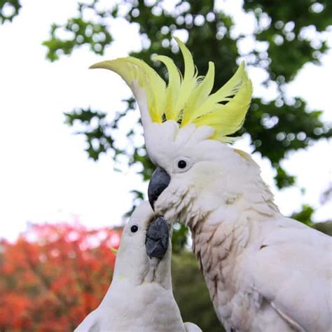 10 Birds With Magnificent Mohawks Every Colour Of The Rainbow Dockery