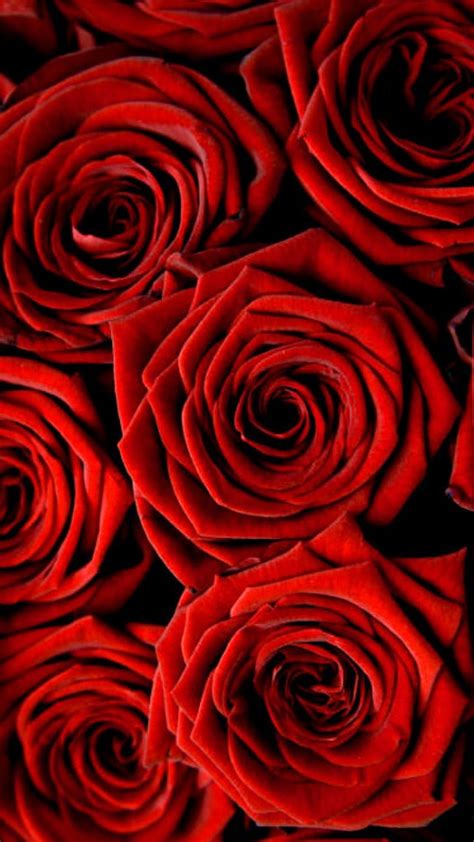 Rose Flower Wallpaper Hd Full Screen Best Flower Site