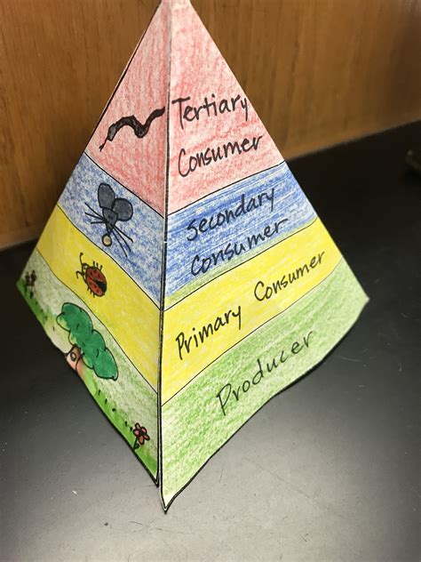 All food chains form this shape. Bring energy pyramid into focus with a 3D model for ...