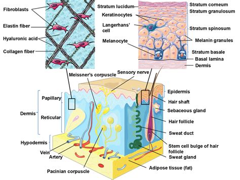 Skin Structure Schematic Diagram Showing The Structural Components Of