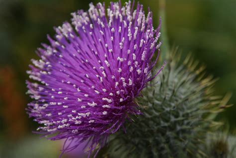 Lyrics © original writer and publisher. Oh flower of scotland 2 | Oh flower of scotland 2 | Flickr