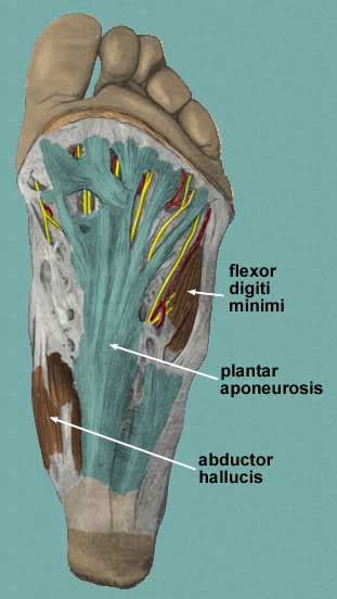 Sole of Foot